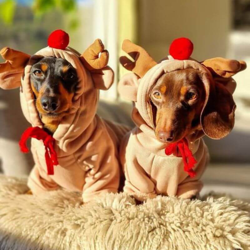 Dachshund Reindeer Hoodie Fleece Lined Polyester XS–2XL Christmas Dog Costume Festive Holiday Outfit Rudolph | Koossa
